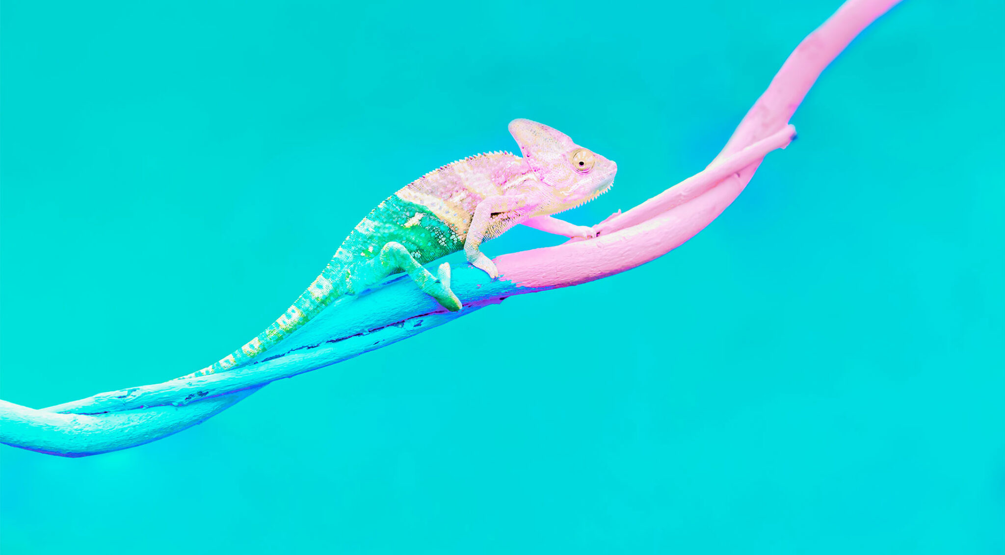 Illustration eines Chamäleons, das auf einem Ast läuft und sich verschiedenen Farbverläufen anpasst.
