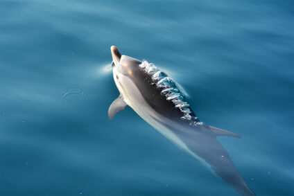 Ein Delfin schwimmt an der Wasseroberfläche.