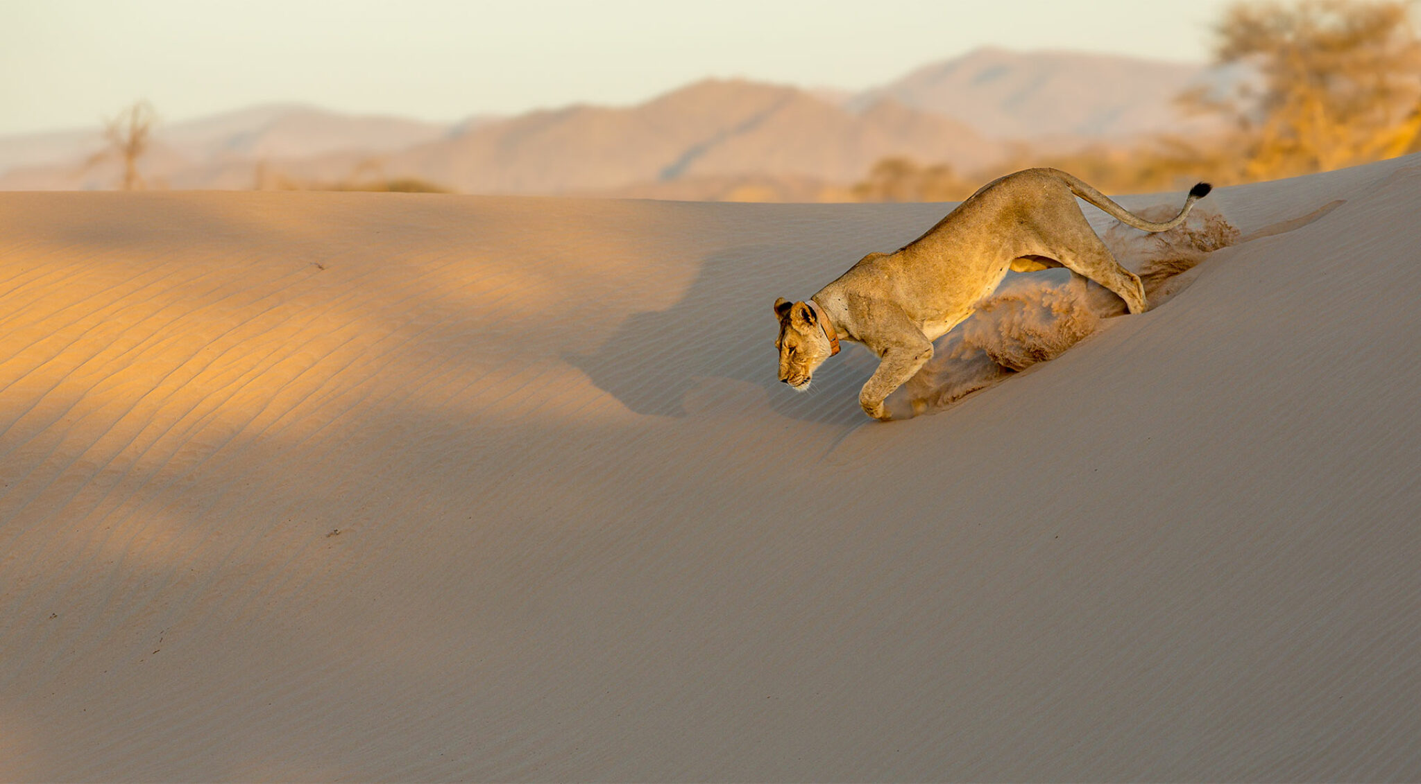 Bild einer Wildkatze in den Dünen von Namibia