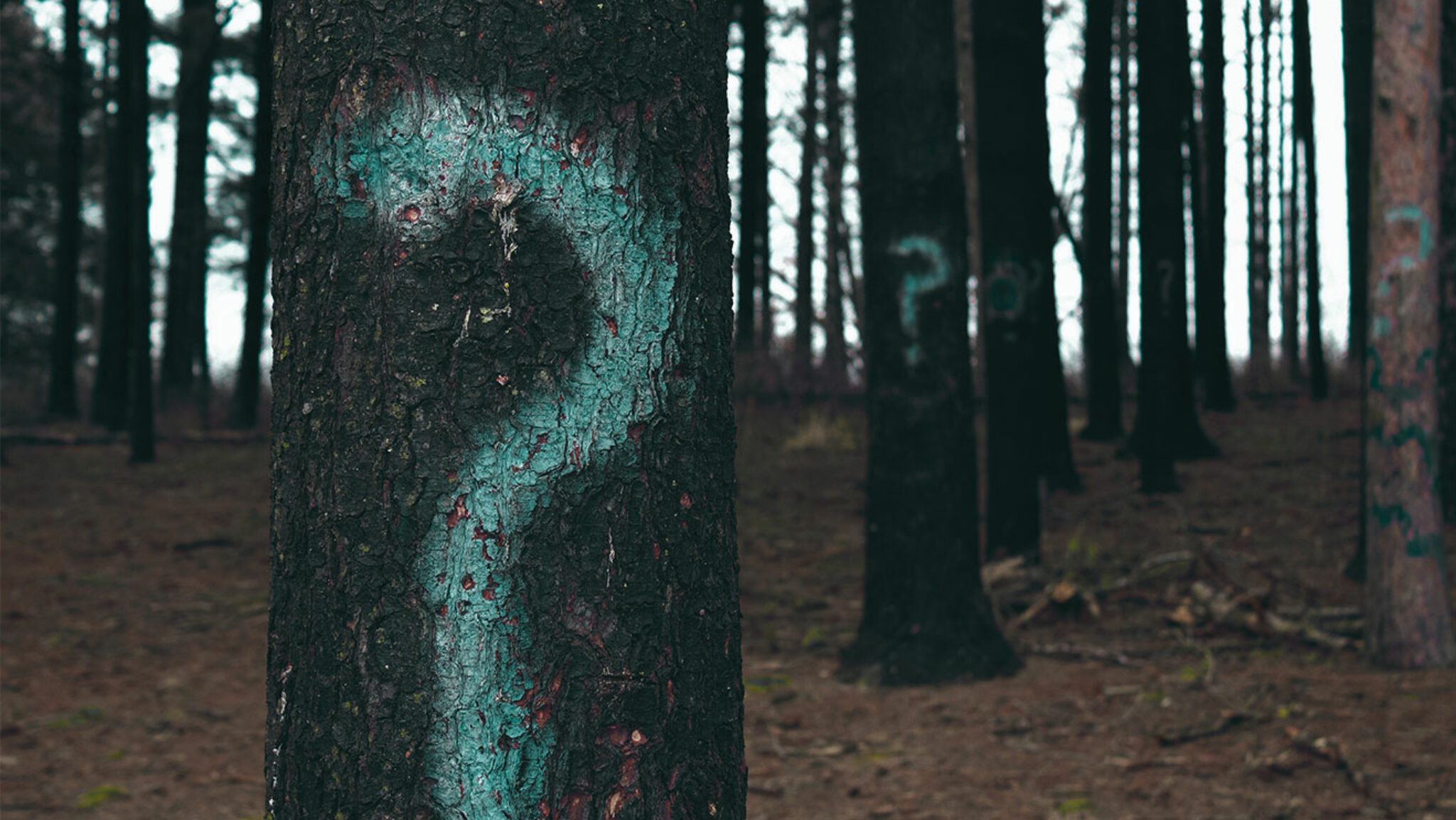 Auf Baumstämme im Wald sind große Fragezeichen gemalt.