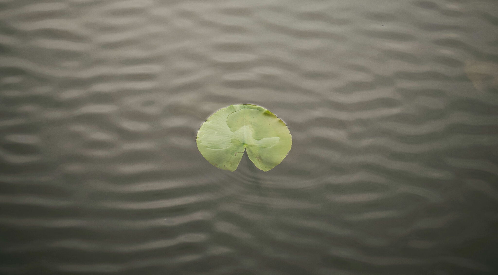 Blatt einer Seerose schwimmt auf der Wasseroberfläche.