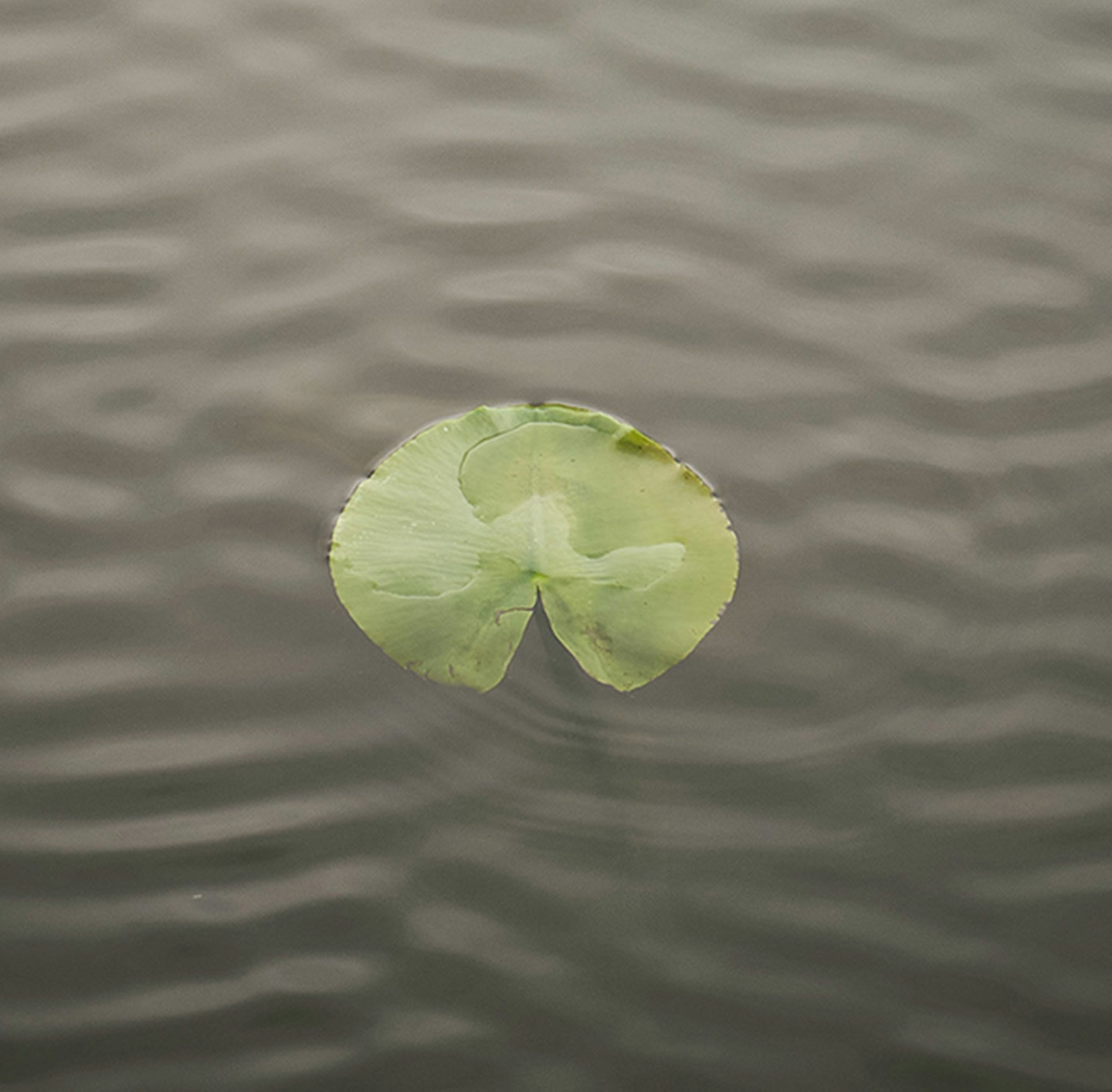 Blatt einer Seerose schwimmt auf der Wasseroberfläche.