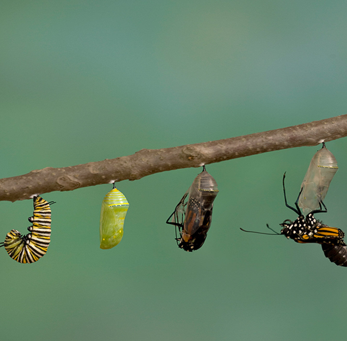 Von der Raupe bis zum Schmetterling sind verschiedene Entwicklungsstadien an einem Ast aufgereiht.