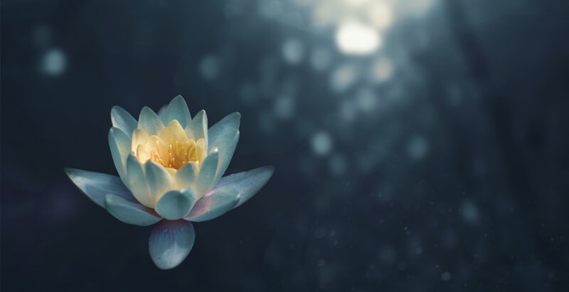 Eine Lotusblüte.