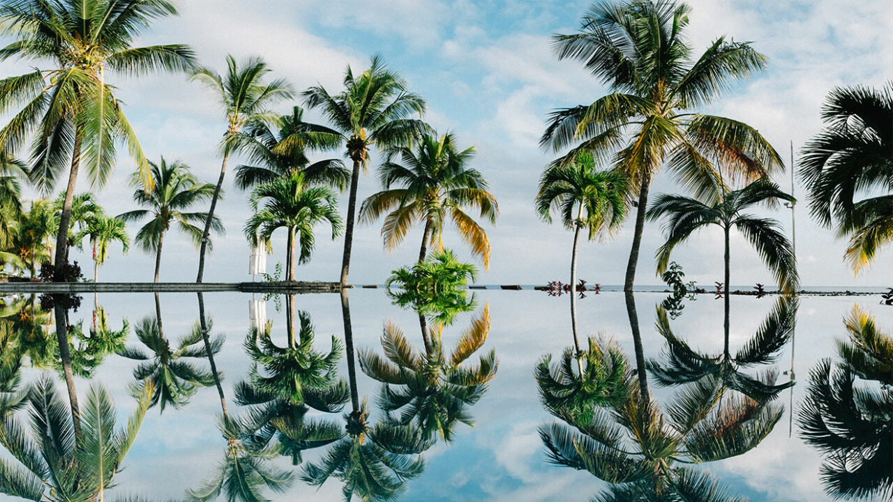 Palmen spiegeln sich im Wasser.
