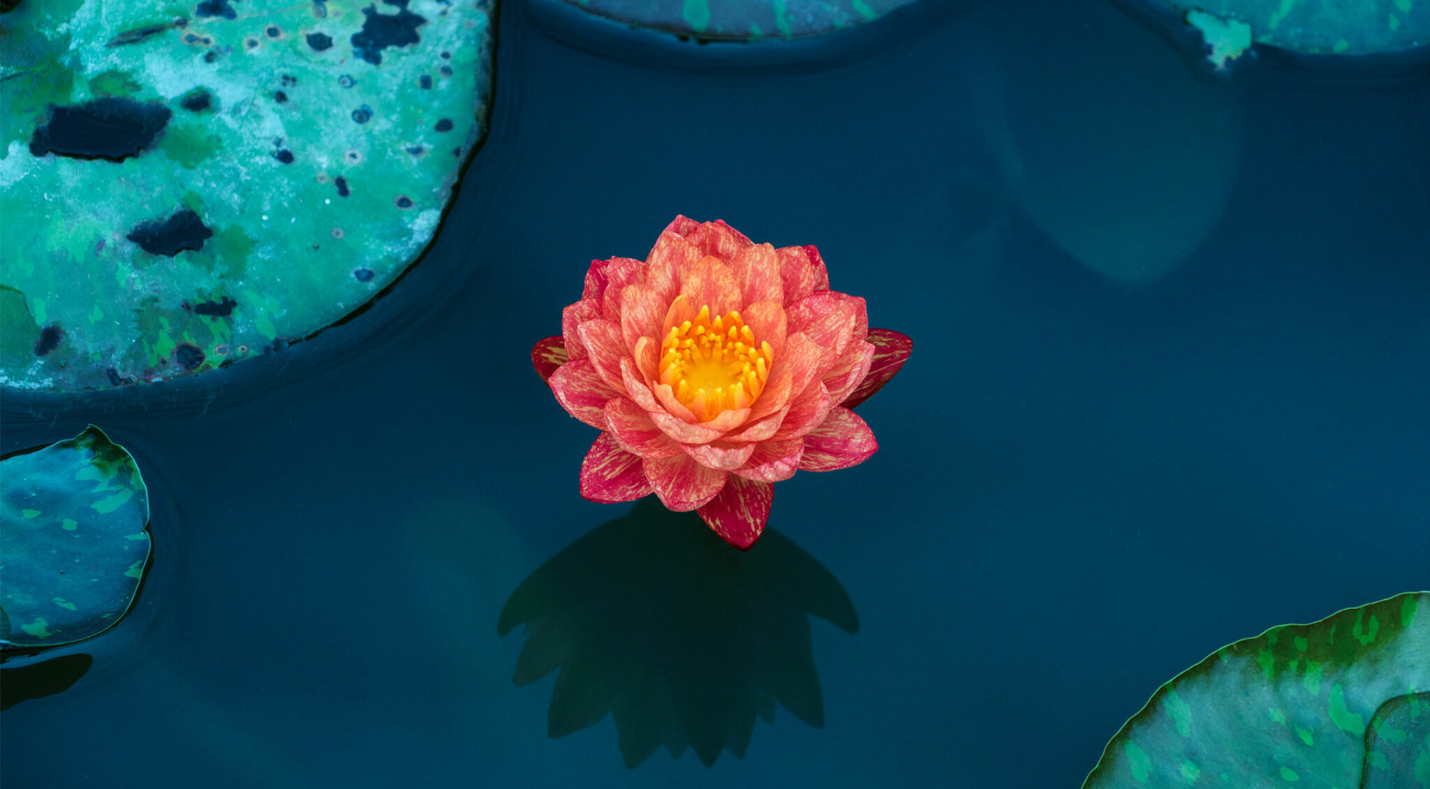 Lotusblüte in einem See