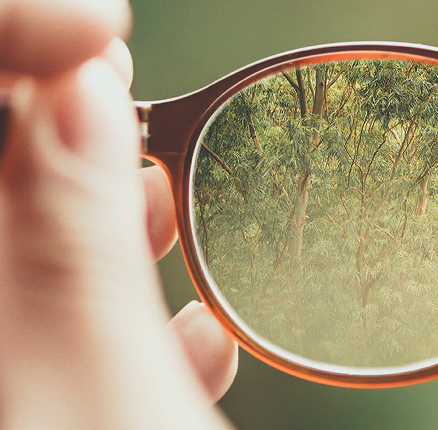 Brille, durch die man einen Wald sieht.