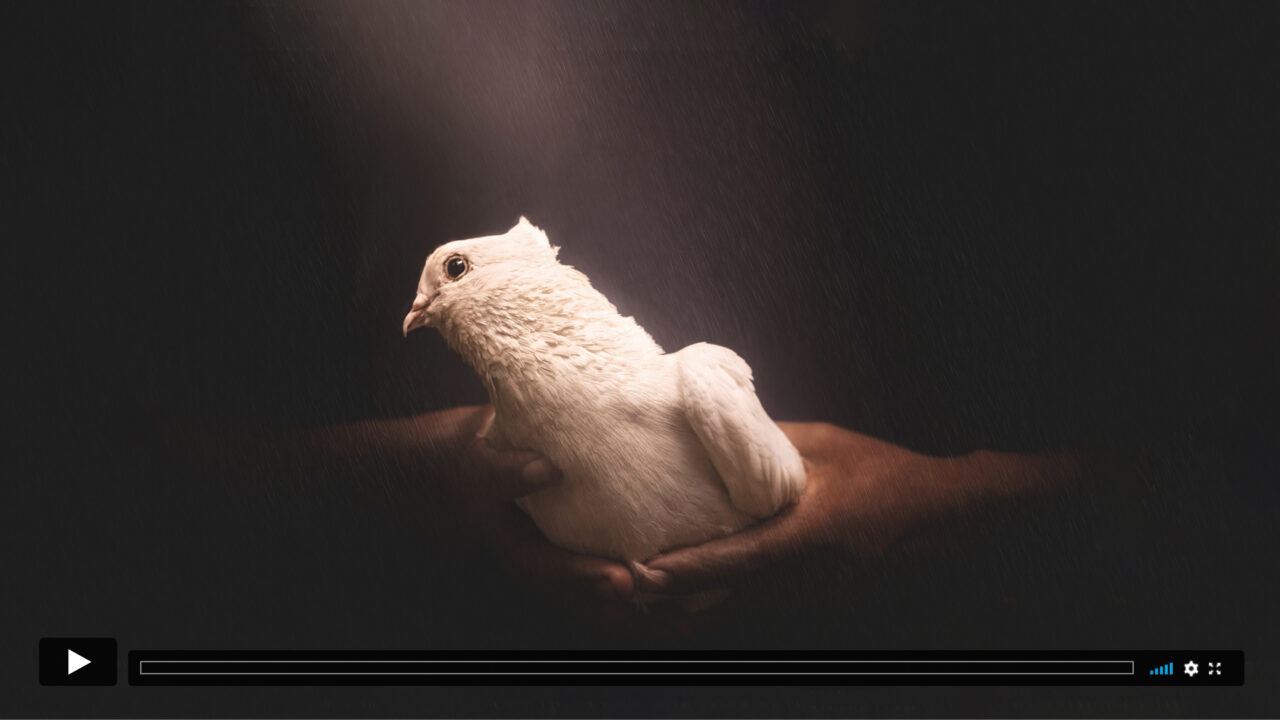 Weißt Falke sitzt auf Hand
