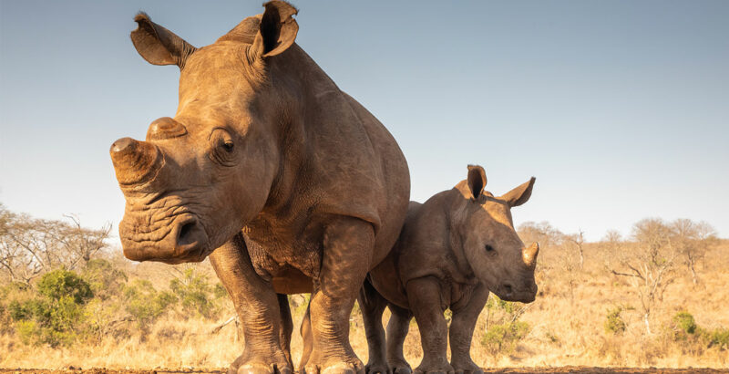Nashorn Mutter und Junges in der Natur