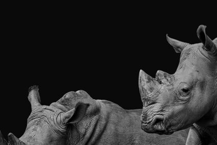 Finkbeiner_Nashorn