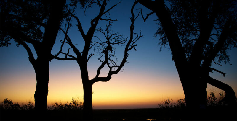 Bäume bei Sonnenuntergang im Okawango Delta