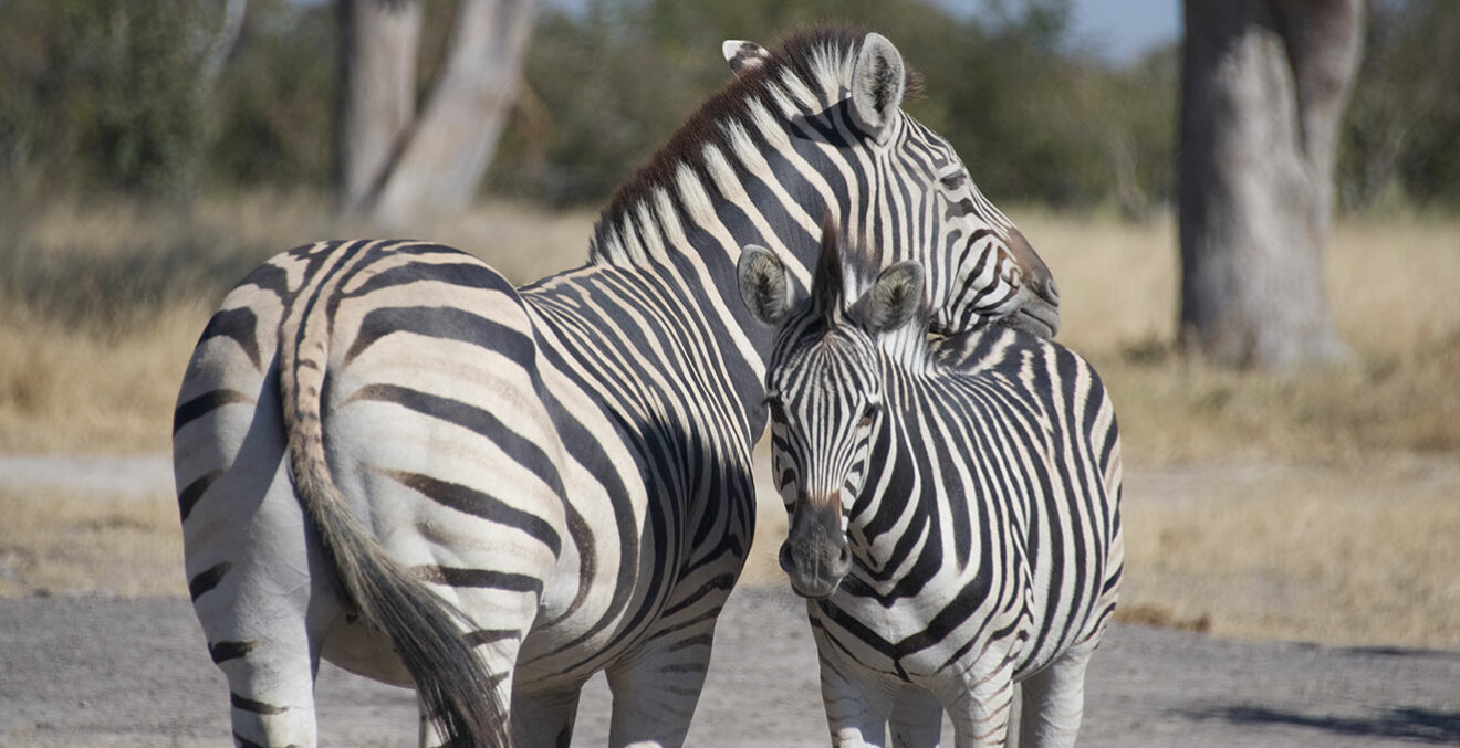 Zebras Mutter mit Kind