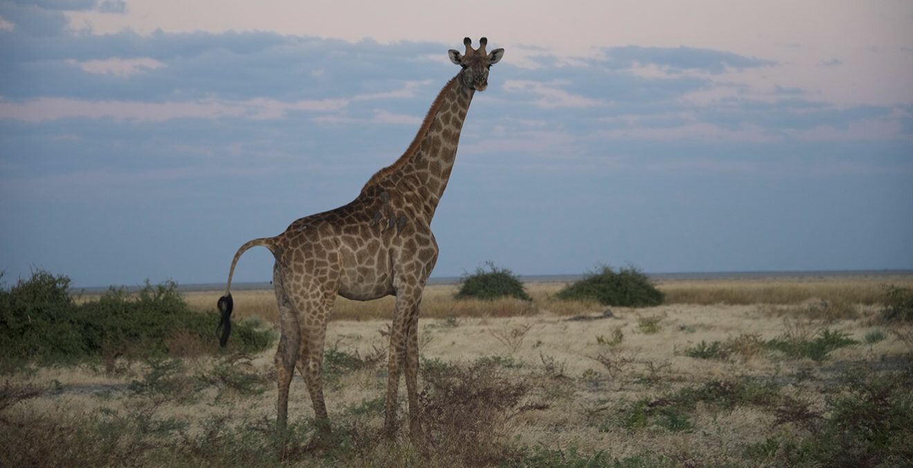 Einsame Giraffe am Mababe Gate