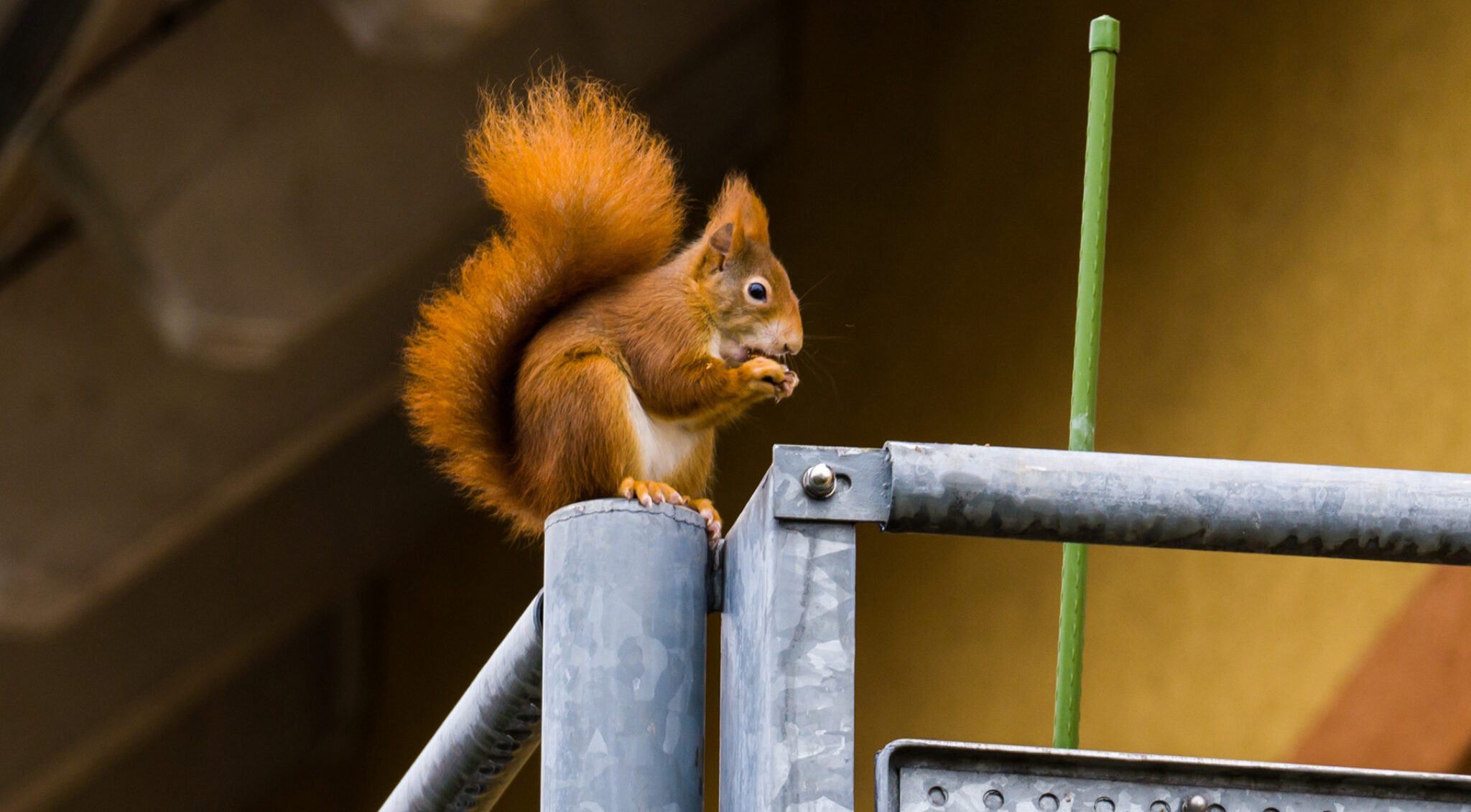 Eichhörnchen sitzt auf einem Geländer