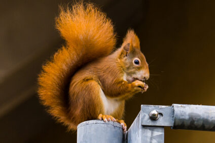 Giesler_Animal_Added_Design