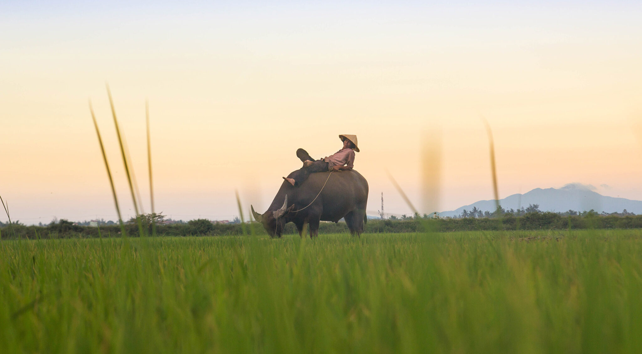 Reisbauer sitzt auf einem Büffel