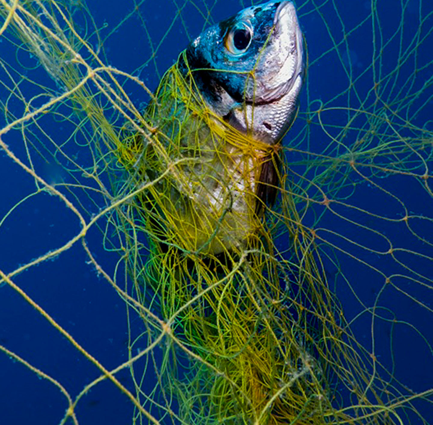 Ein Fisch hat sich in einem Fischernetz verfangen