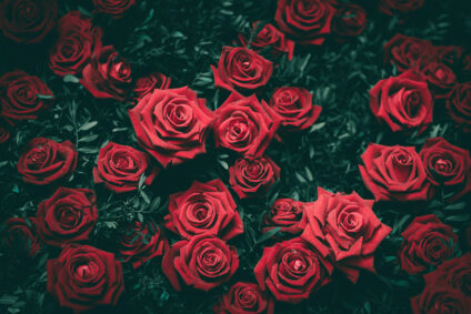 Viele rote Rosen