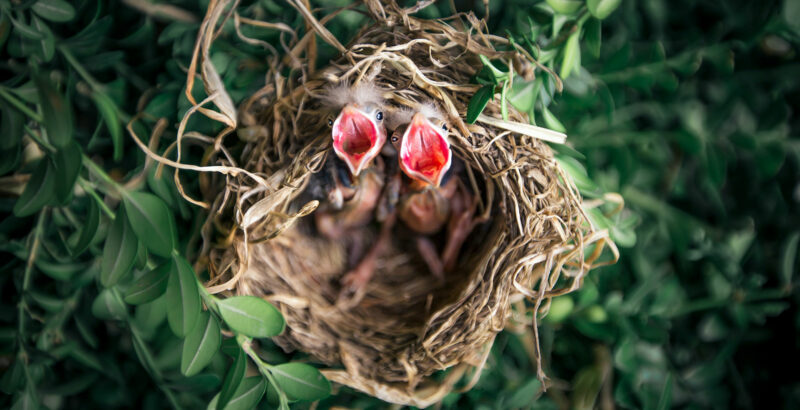 Aufnahme eines Nests mit zwei Küken von oben