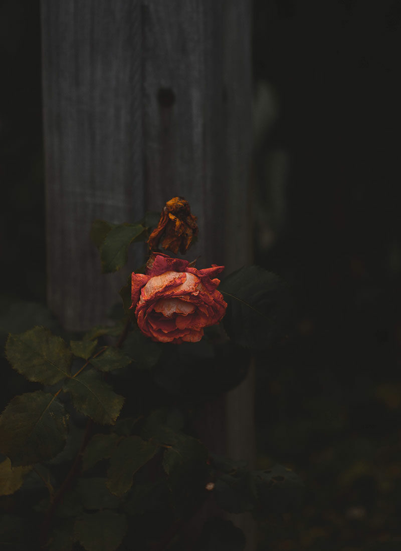 Bild zeigt eine winzige Person, die auf einer Rose sitzt.