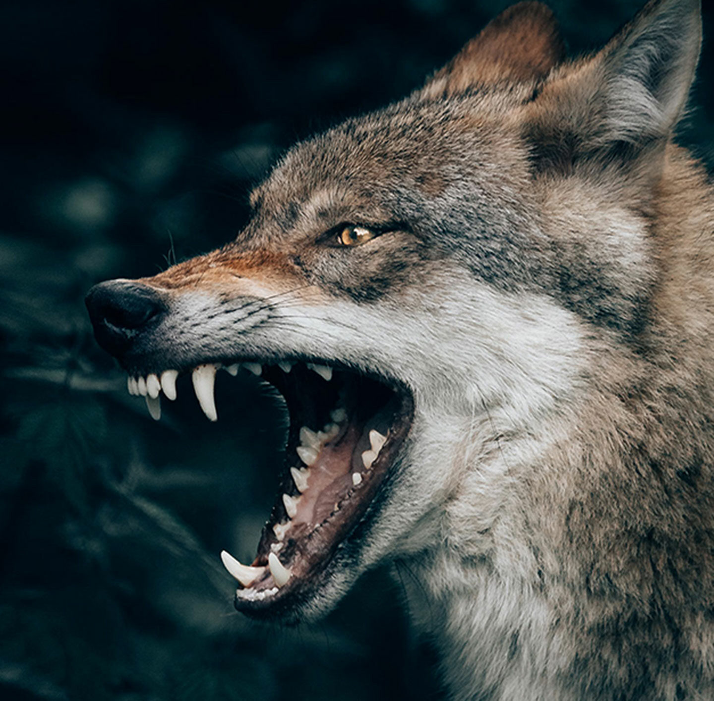 Bild von einem Wolf, der die Zähne zeigt.