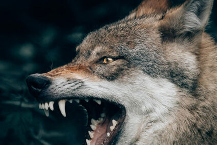 Neu_Wolf