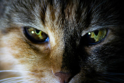 Neu_Kater