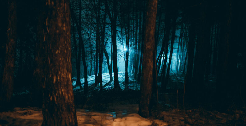 Blick in den Wald bei Nacht
