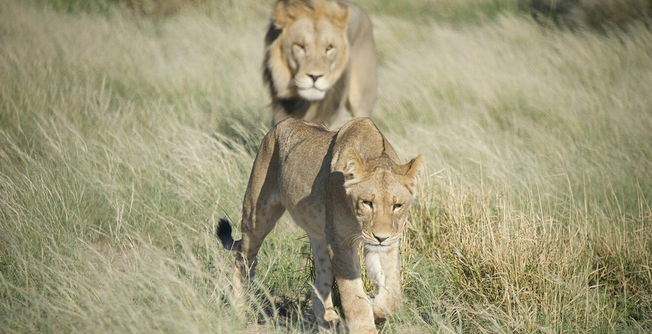 zwei Löwen in der Kalahari