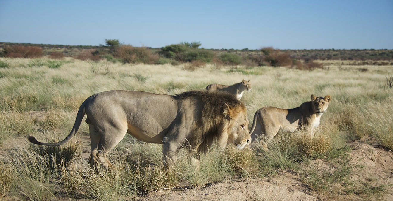 Löwenrudel in der Kalahari