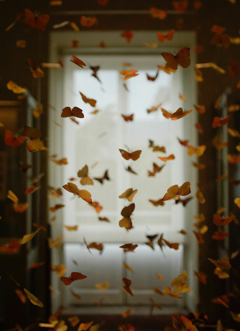 Unzählige Schmetterlinge in einem Zimmer