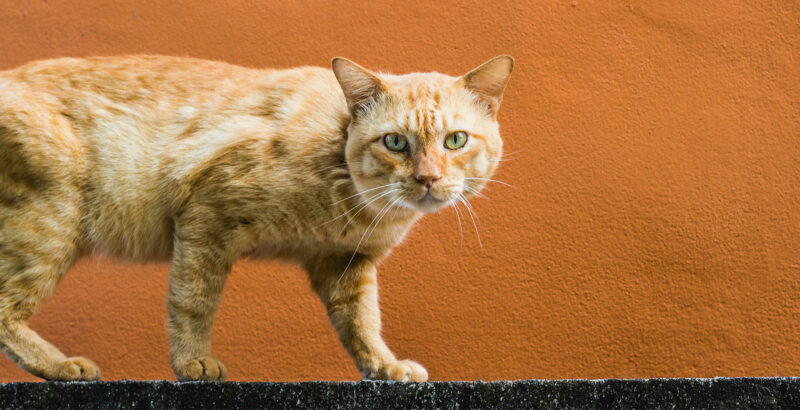 Rote Katze vor orangefarbenem Hintergrund