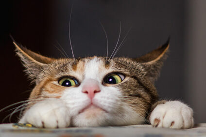 Neu_Katze_Maus
