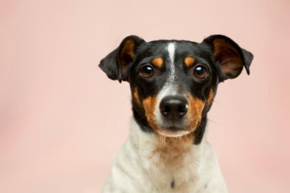 Jack Russel Terrier