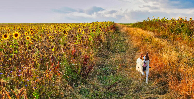 Hund rennt neben einem Feld Sonnenblumen