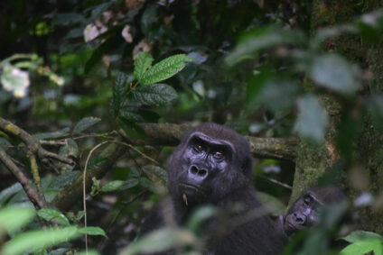 Giesler_Gorillas_Gabun_Sao_Tome
