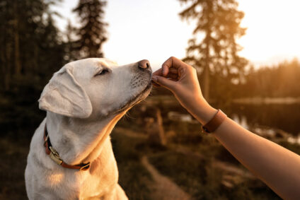 Labrador frisst ein Leckerlie