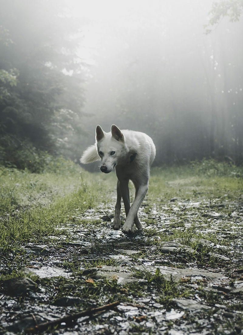 Wolf auf einem Weg