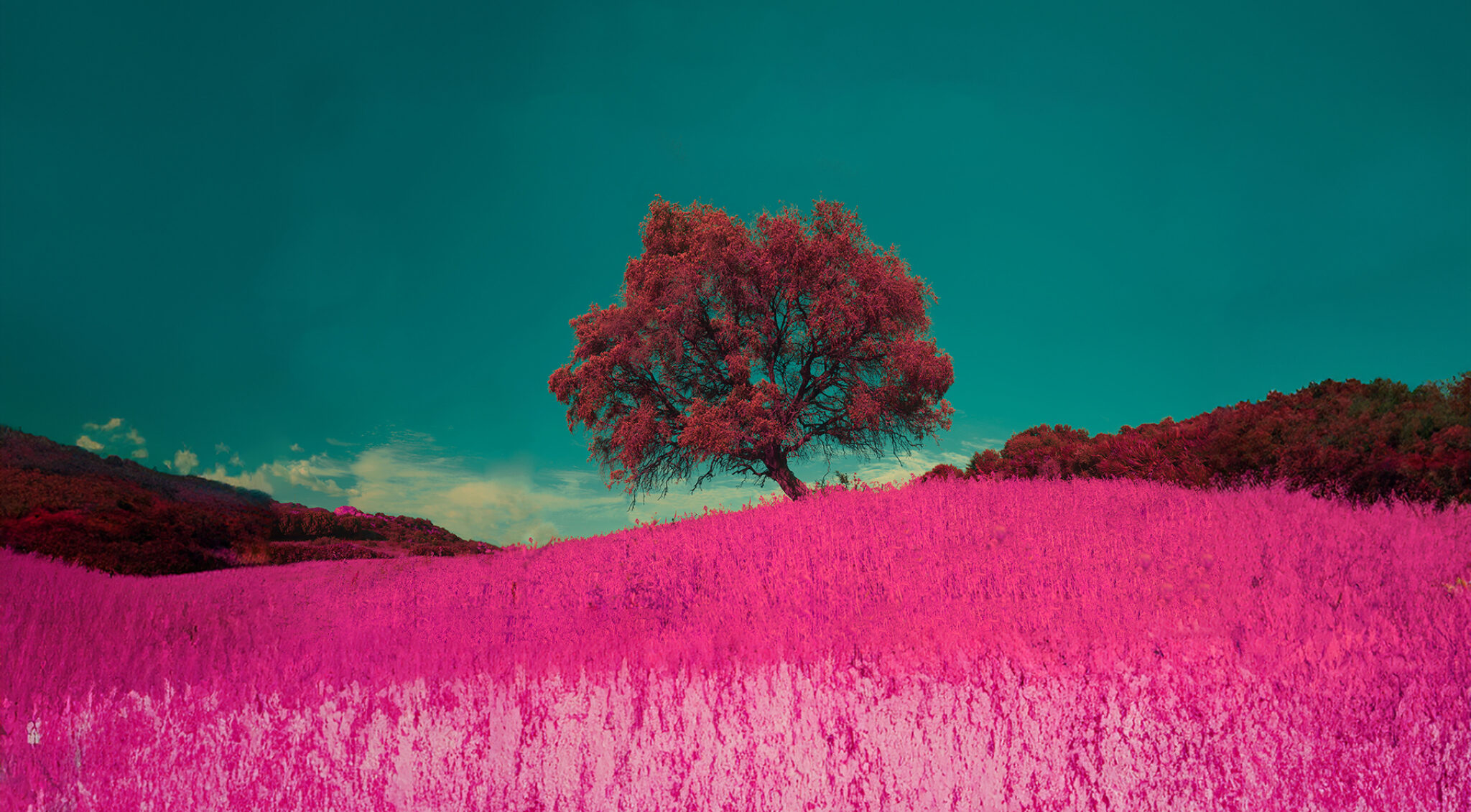 Baum vor einer pinkfarbenen Wiese