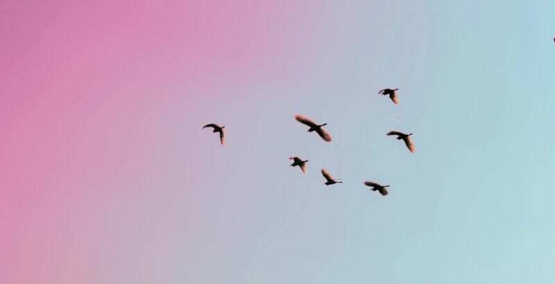 Vögel fliegen vor einem blau pinken Himmel