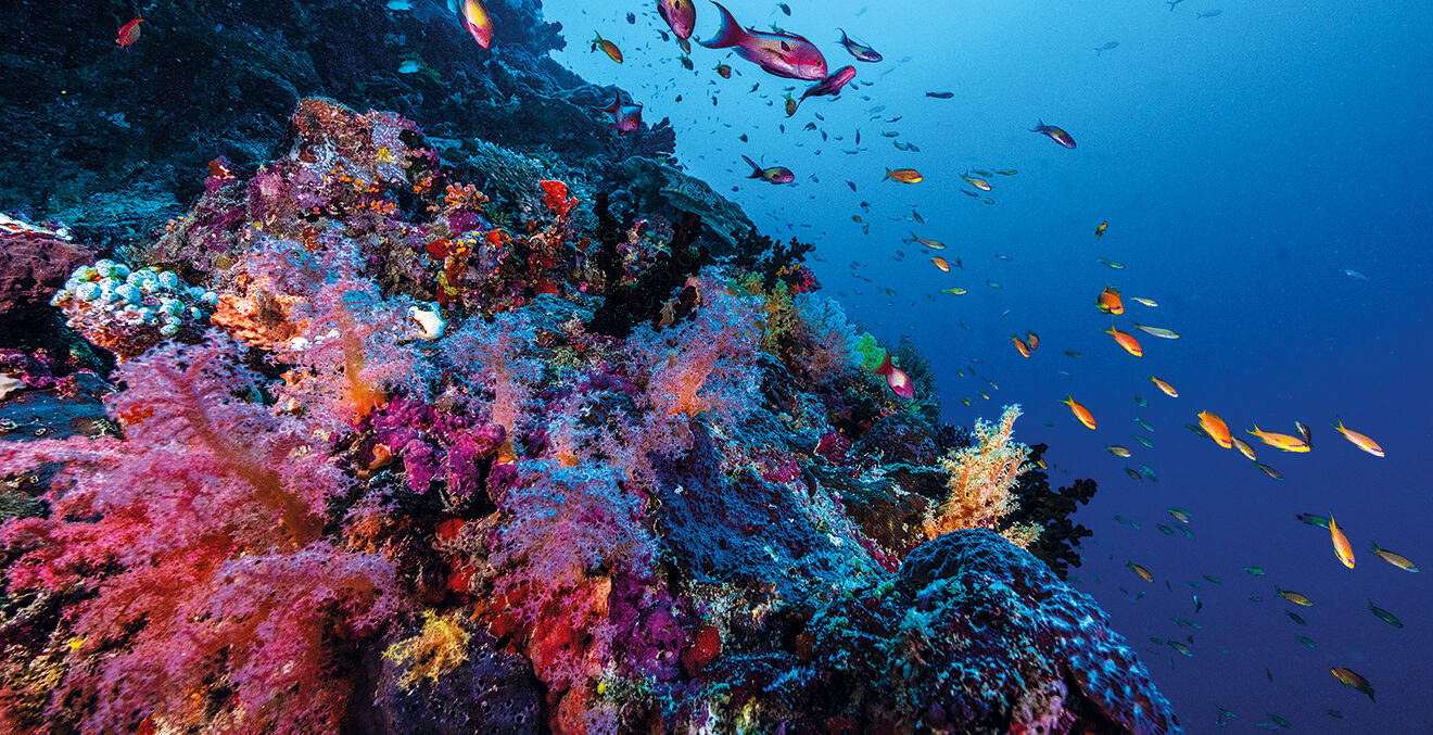 Korallenriff mit Fischen