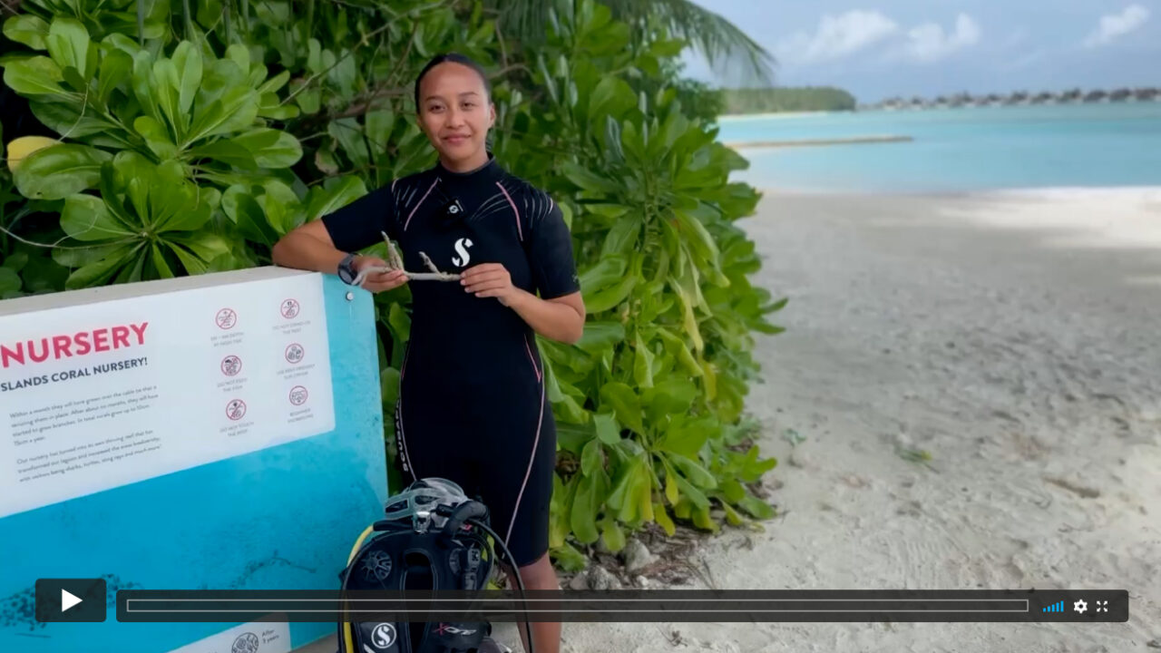 Bild aus dem Video der Marinebiologin Nur