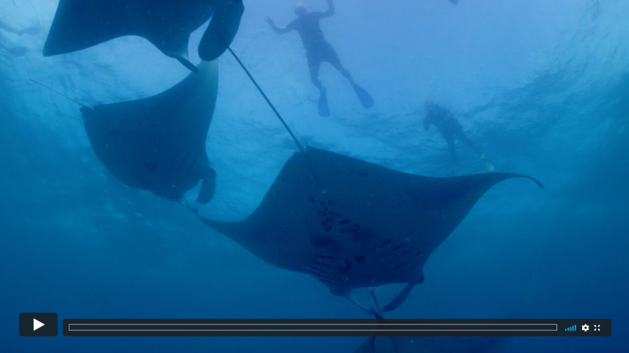 Unterwasserbild eines Mantarochens