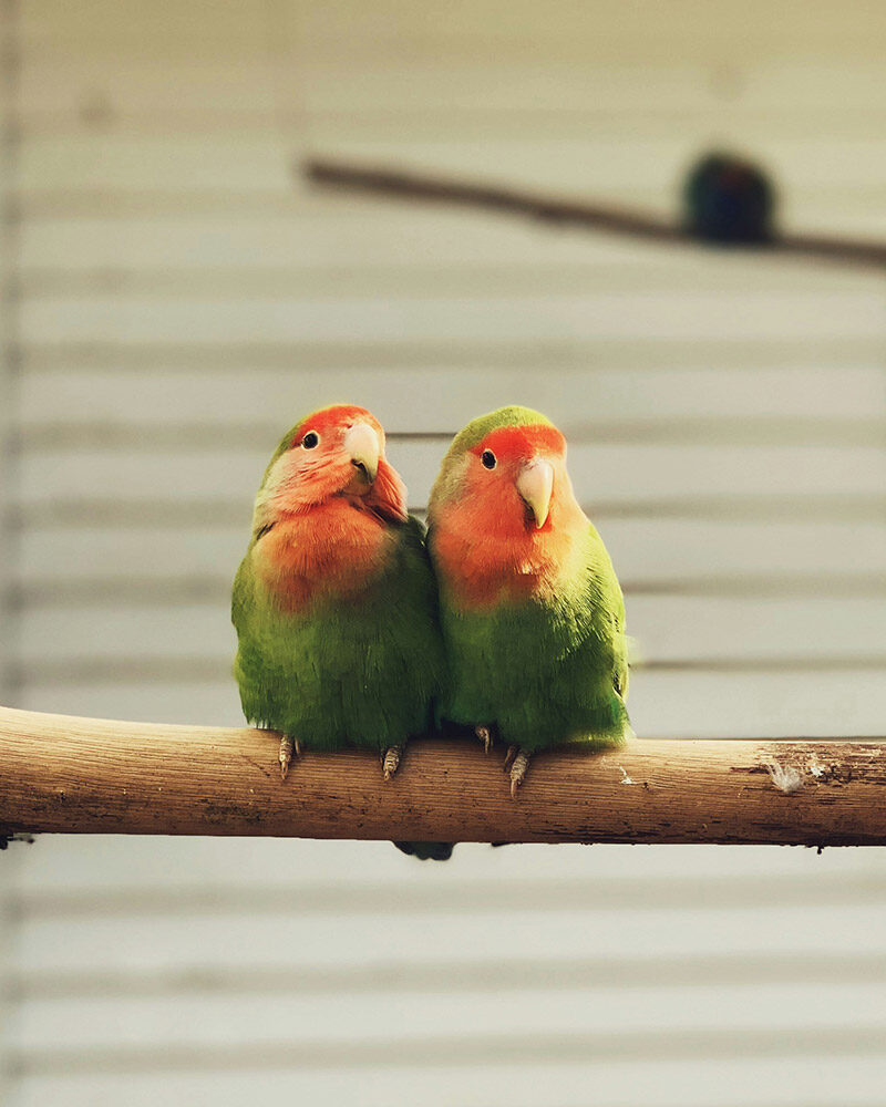 Grün-Orange farbenes Vogelpaar sitzt auf einer Holtstange
