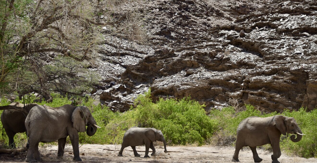 Wüstenelefanten in Namibia
