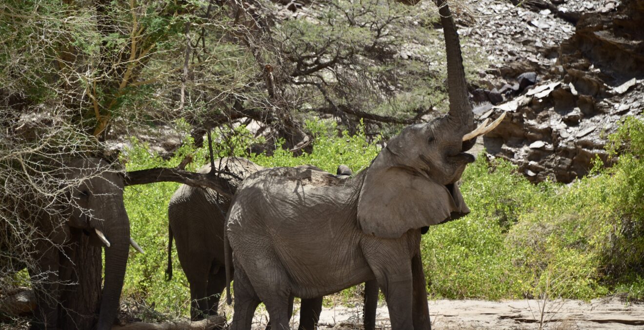 Wüstenelefanten in Namibia
