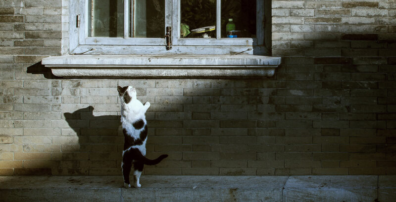Eine schwarz-weiße Katze steht auf den Hinterbeinen an einem grau gemauerten Haus und blickt auf ein Fenster