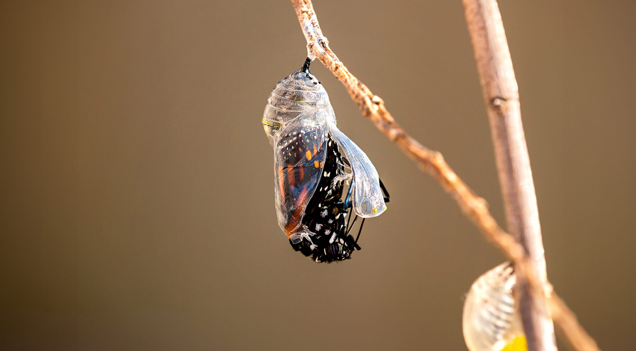 Ein Schmetterling entpuppt sich