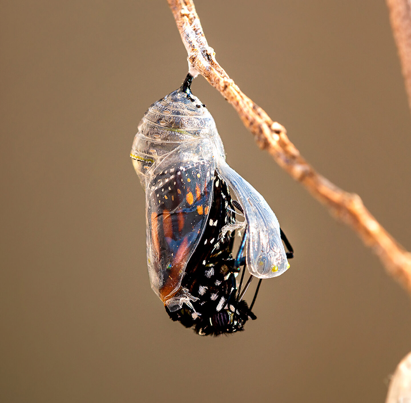 Ein Schmetterling entpuppt sich