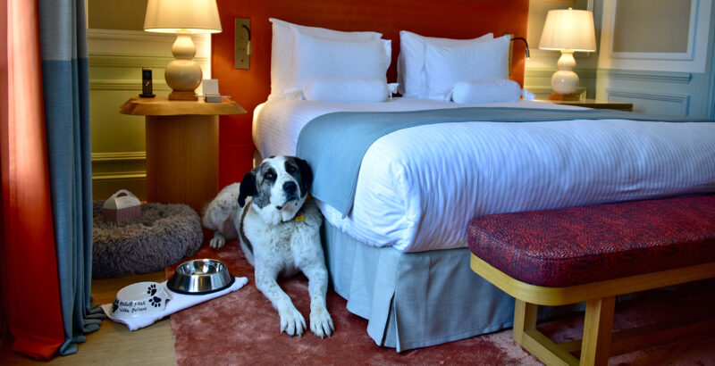Hund liegt neben dem Bett eines Zimmers im Hotel Althoff-Villa-Belrose